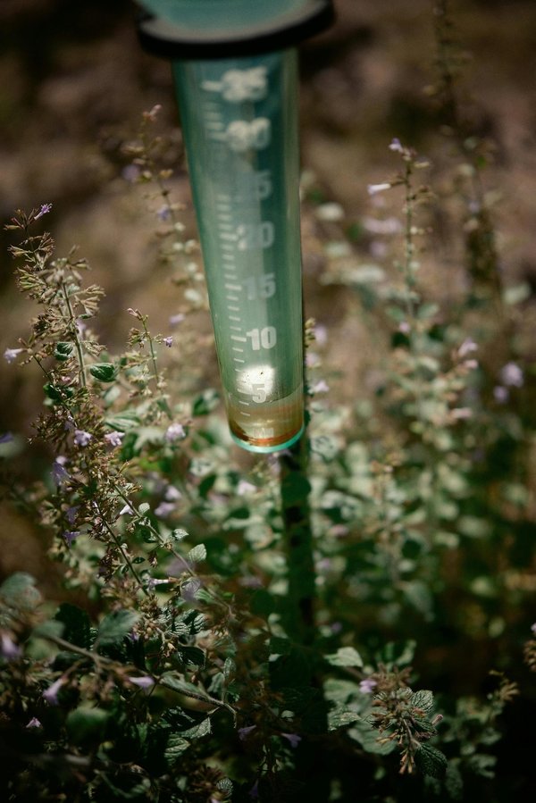 Classement des pluviomètres connectés indispensables pour le jardin